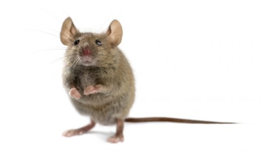 日本要研究在老鼠体内培养人体器官