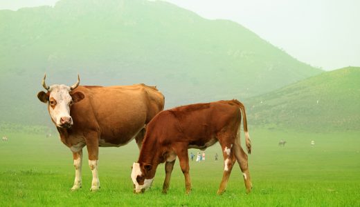 世界牛病大会组委会联合勃林格殷格翰宣布“反刍动物福利大奖”