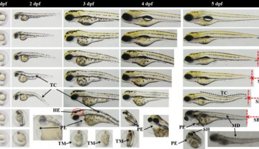 环特生物研究团队发表最新论文：杀虫剂仲丁威或诱发神经毒性