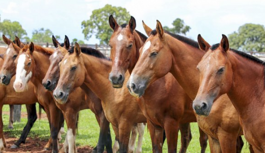 中德专家携手 助力提升赛马及宠物马健康