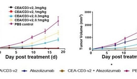 博安生物在《Antibody Therapeutics》期刊发表CEA/CD3双抗研究成果