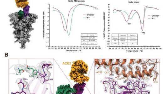 Science刊发论文揭示Omicron迅速传播与免疫逃逸及JMB2002抑制Omicron的分子机制