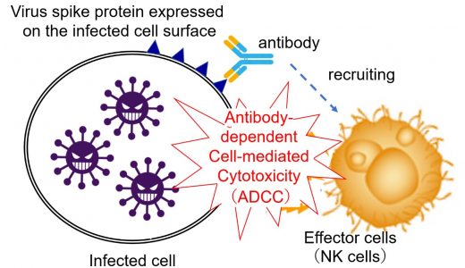 NIBIOHN和塩野義製藥发现宿主免疫依赖性新型抗冠状病毒抗体