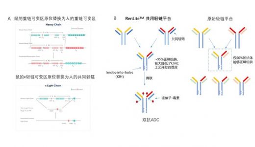 新一代治疗性抗体 — 百奥赛图双抗ADC药物研发平台