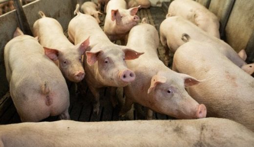 勃林格殷格翰「AI猪病识图」小程序正式上线