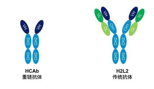 和铂医药新一代全人源重链抗体Porustobart临床前研究荣登PNAS