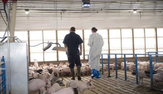 国内首款猪只呼吸道疾病数字化智能监测工具上市