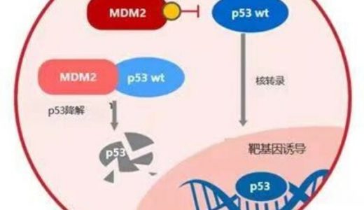勃林格殷格翰新型抗癌药brigimadlin获得中国药监局临床试验批准
