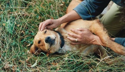 超可信系列产品获中国农业农村部批准，用于治疗犬疥螨、蠕形螨感染