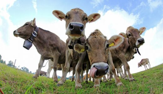 英国生物科技公司Mootral开发新技术减少奶牛甲烷排放
