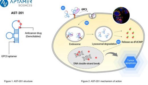 韩国生物制药先锋Aptamer Sciences Inc. 推进肝癌特定治疗AST-201进入人体试验阶段