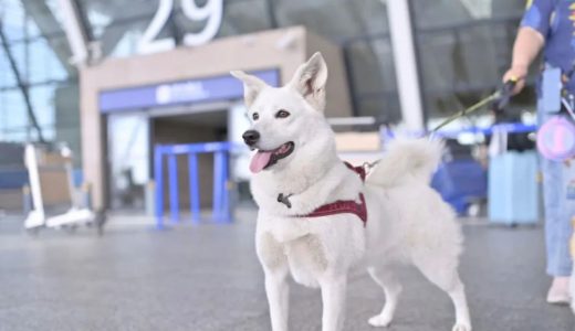 国内首个人宠包机出境游启程，勃林格殷格翰提供健康保障