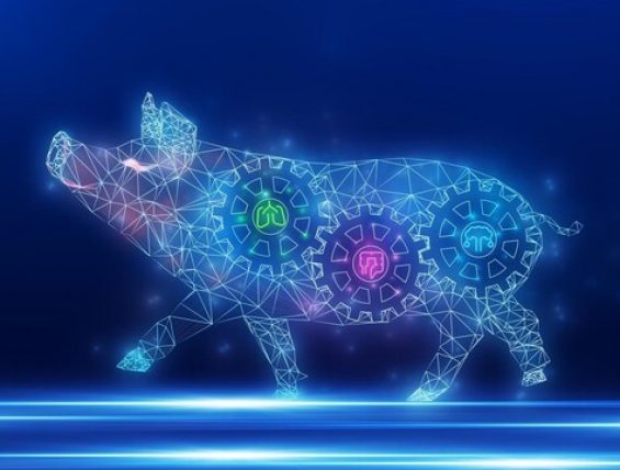 勃林格发布关键猪病免疫无疫防控策略